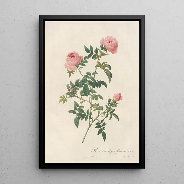 Rosa Sepium Flore Submultiplici - Pierre Joseph Redouté — gerahmtes Bild an der Wand