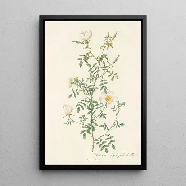 Rosa Sepium Myrti Folia - Pierre Joseph Redouté — gerahmtes Bild an der Wand