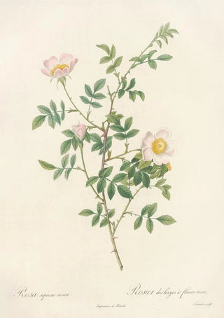 Pierre Joseph Redout - Rosa Sepium Rosea.webp