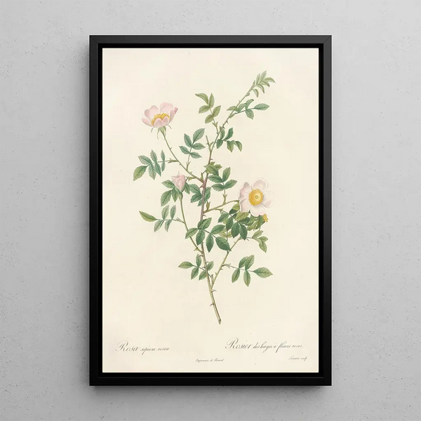 Rosa Sepium Rosea - Pierre Joseph Redouté — gerahmtes Bild an der Wand