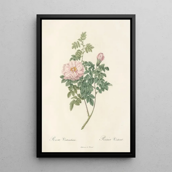 Rosa Ventenatiana - Pierre Joseph Redouté — gerahmtes Bild an der Wand