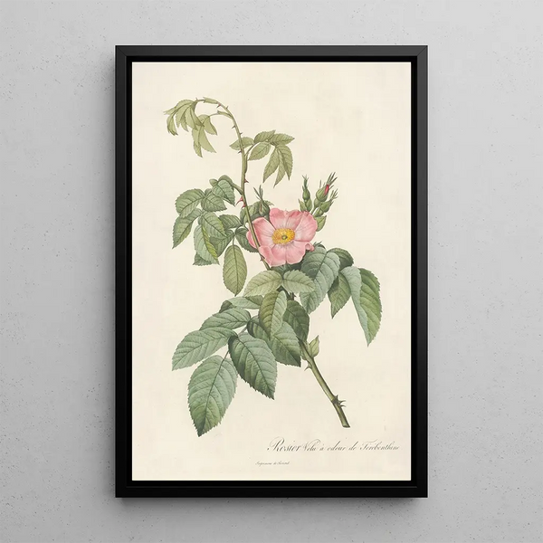Rosa Villosa Therebenthina - Pierre Joseph Redouté — gerahmtes Bild an der Wand