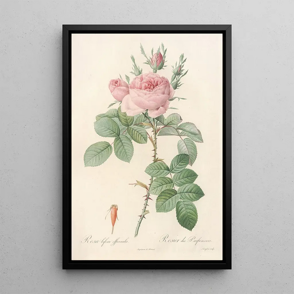 Rosa bifera Officinalis - Pierre Joseph Redouté — gerahmtes Bild an der Wand