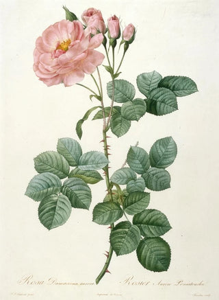 Pierre Joseph Redout - Rosier Aurore Poniatowska from La Couronne Des Roses.webp