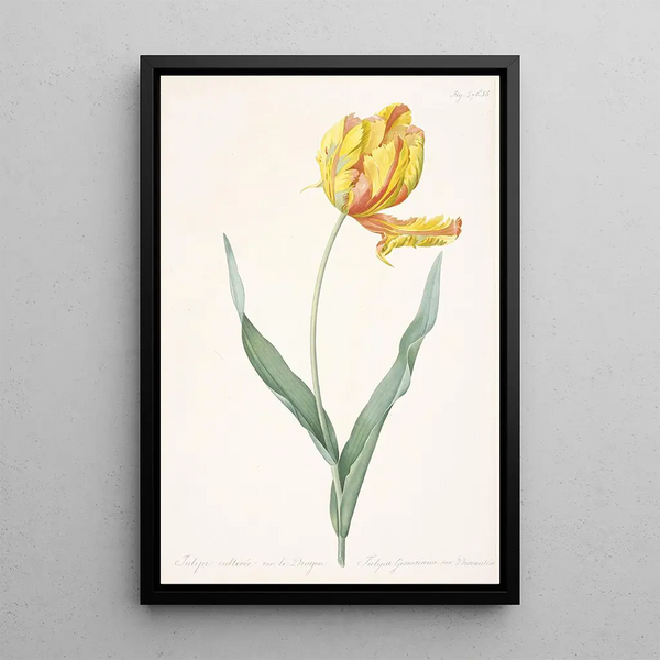 Tulipa gesneriana var dracontia Tulpe Papagei - Pierre Joseph Redouté — gerahmtes Bild an der Wand
