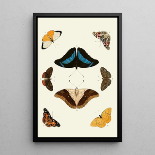 Pieter Cramer - De uitlandsche kapellen voorkomende in de drie waerelddeelen Asia Africa en America pl12.webp