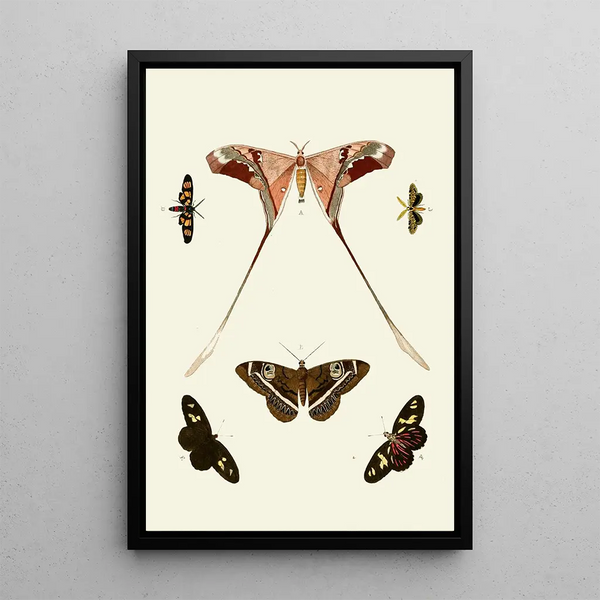 Die exotischen Schmetterlinge der drei Kontinente Asien Afrika und Amerika pl13 - Pieter Cramer — gerahmtes Bild an der Wand