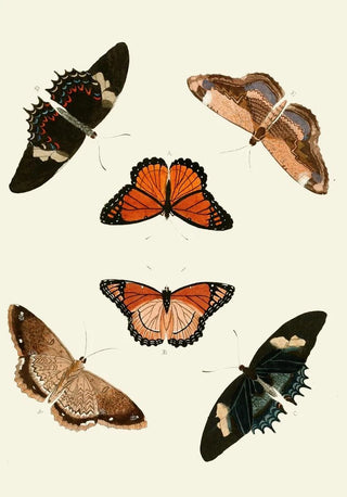 Pieter Cramer - De uitlandsche kapellen voorkomende in de drie waerelddeelen Asia Africa en America pl16.webp