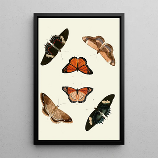 Pieter Cramer - De uitlandsche kapellen voorkomende in de drie waerelddeelen Asia Africa en America pl16.webp