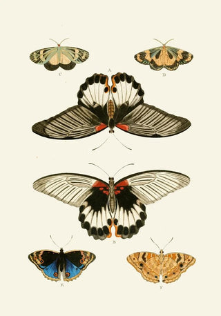 Pieter Cramer - De uitlandsche kapellen voorkomende in de drie waerelddeelen Asia Africa en America pl32.webp