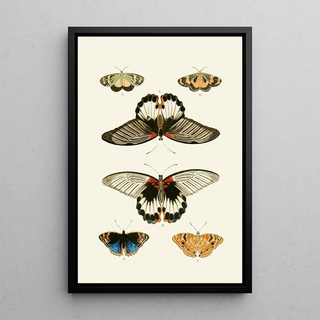 Pieter Cramer - De uitlandsche kapellen voorkomende in de drie waerelddeelen Asia Africa en America pl32.webp