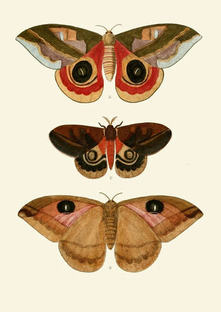 Pieter Cramer - De uitlandsche kapellen voorkomende in de drie waerelddeelen Asia Africa en America pl64.webp