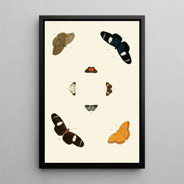 Die exotischen Schmetterlinge der drei Kontinente Asien Afrika und Amerika pl66 - Pieter Cramer — gerahmtes Bild an der Wand