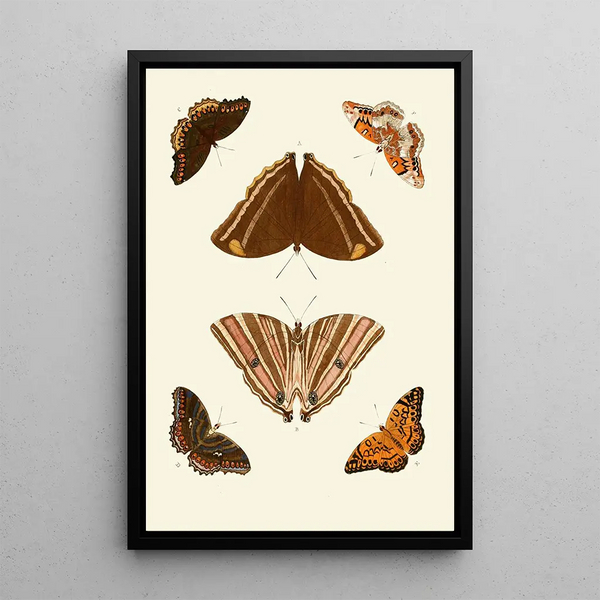 Die exotischen Schmetterlinge der drei Kontinente Asien Afrika und Amerika pl69 - Pieter Cramer — gerahmtes Bild an der Wand