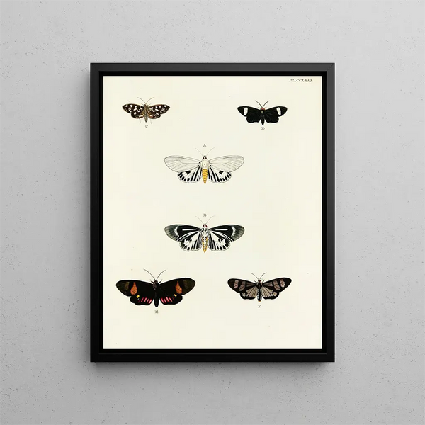 Pieter Cramer - Foreign butterflies occurring in the three continents Asia Africa and America Pl070.webp