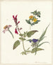 Studien von Wildblumen - Pieter Ernst Hendrik Praetorius — Ansicht des Kunstwerks