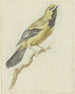 Loriot jaune Icterus nigrogularis - Pieter Gevers — Ansicht des Kunstwerks