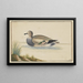 Enten links - Pieter Holsteijn — gerahmtes Bild an der Wand