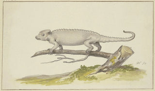 Pieter Holsteijn - Eidechse oder Salamander nach links.webp