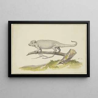 Pieter Holsteijn - Eidechse oder Salamander nach links.webp