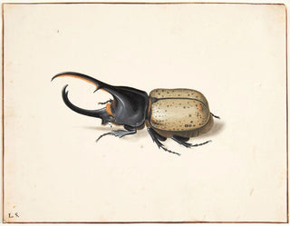 Pieter Holsteijn - En herkulesbille dynastes hercules.webp