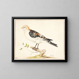 Pieter Holsteijn - En snespurv plectrophenax nivalis.webp