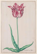 Studie einer Tulpe Gemarmerde von Jasper - Pieter Holsteyn II — Ansicht des Kunstwerks