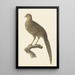 Fasan goldene weiblich - Pieter Pietersz Barbiers — gerahmtes Bild an der Wand