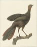 Kuifsjakohoen Penelope purpurascens - Pieter Pietersz. Barbiers — Ansicht des Kunstwerks