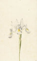 Iris weiß - Pieter Withoos — Ansicht des Kunstwerks