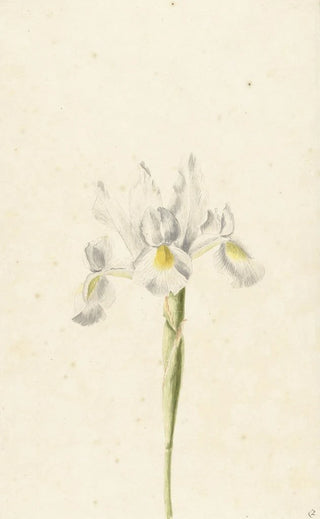 Pieter Withoos - Witte iris.webp