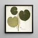 Piper umbellatum - Nikolaus Joseph Freiherr von Jacquin — gerahmtes Bild an der Wand