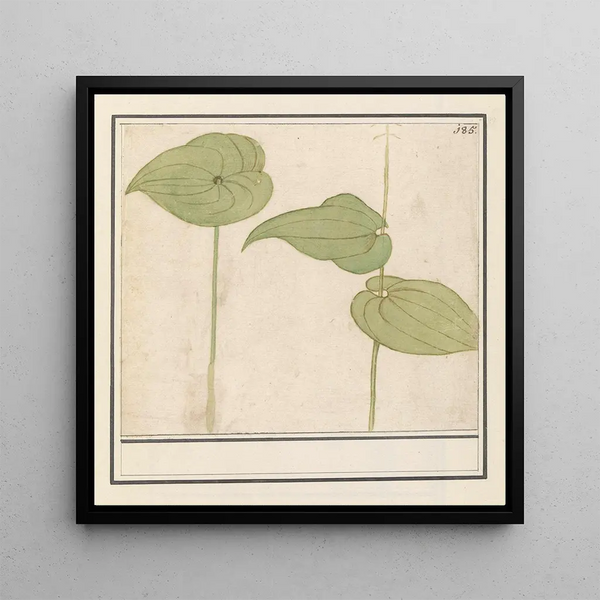 Plante espèce inconnue - Anselmus Botius de Boodt