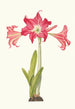 Amaryllis Solandriflora Var oder Amaryllis Johnsoni - Priscilla Susan Bury — Ansicht des Kunstwerks