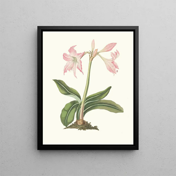 Priscilla Susan Bury - Amaryllis Steilatafolia.webp