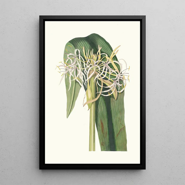 Crinum Declinatum - Priscilla Susan Bury — gerahmtes Bild an der Wand