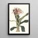 Crinum Hybridum Pedunculatum et Zeylanicum - Priscilla Susan Bury — gerahmtes Bild an der Wand