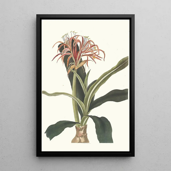 Crinum Hybridum Pedunculatum et Zeylanicum - Priscilla Susan Bury — gerahmtes Bild an der Wand