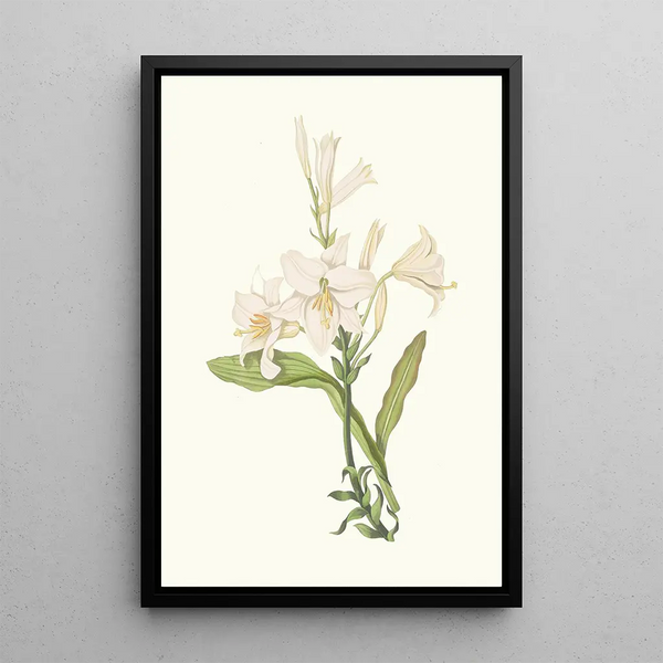 Lilium Candidum - Priscilla Susan Bury — gerahmtes Bild an der Wand