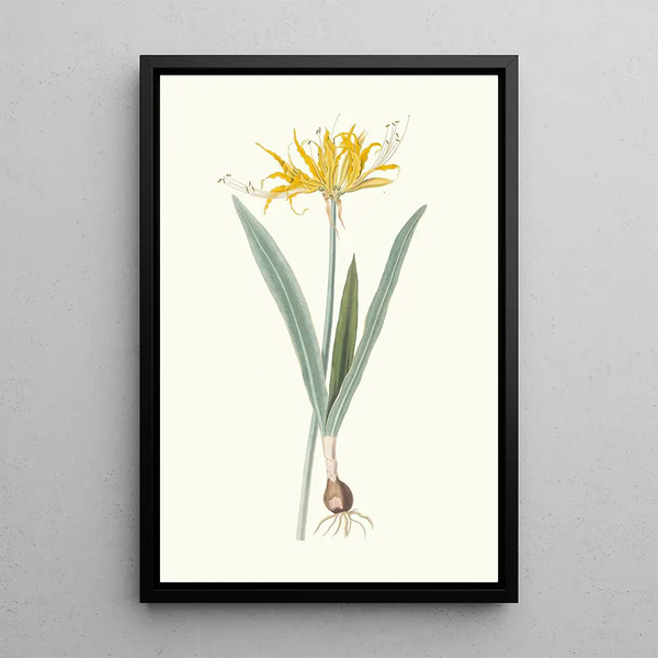 Nerine Aurea - Priscilla Susan Bury — gerahmtes Bild an der Wand