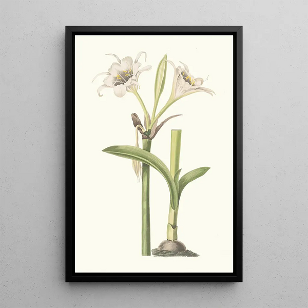 Pancratium Calathinum - Priscilla Susan Bury — gerahmtes Bild an der Wand