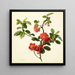 Pyrus japonica japanischer Quitte - Mary Lawrance — gerahmtes Bild an der Wand