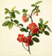 Pyrus japonica japanischer Quitte - Mary Lawrance — Ansicht des Kunstwerks