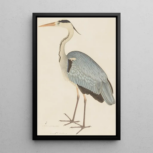 Heron cendré - Ram Das — gerahmtes Bild an der Wand