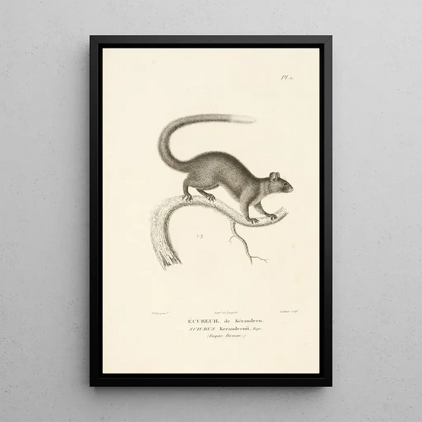 Centurie zoologique Pl01 - René Primevère Lesson — gerahmtes Bild an der Wand