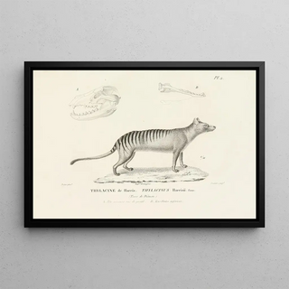 RenPrimevre Lesson - Centurie zoologique Pl02.webp
