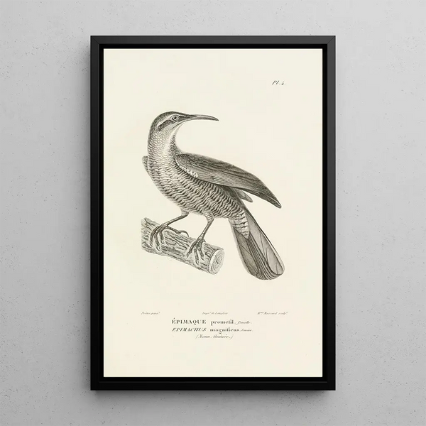 Centurie zoologique Pl04 - René Primevère Lesson — gerahmtes Bild an der Wand