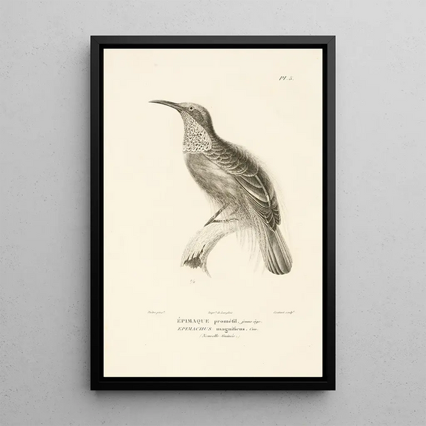 Centurie zoologique Pl05 - René Primevère Lesson — gerahmtes Bild an der Wand