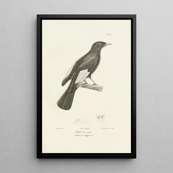 Centurie zoologique Pl06 - René Primevère Lesson — gerahmtes Bild an der Wand