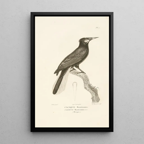 Centurie zoologique Pl07 - René Primevère Lesson — gerahmtes Bild an der Wand